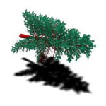 Pine Power