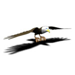 Wingspan