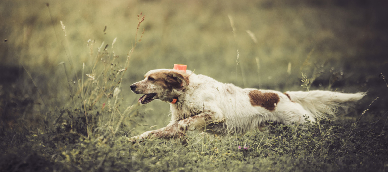 Sporting Dogs